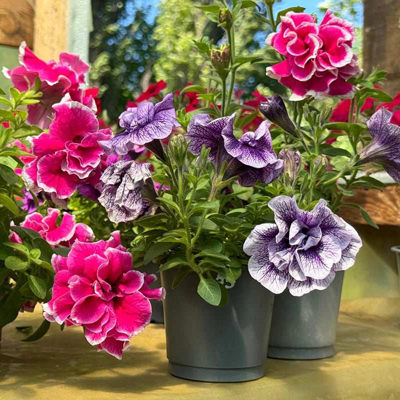 Multi-Flowered gefüllt-Petal Petunie Samen zur Aussaat – leuchtend mehrfarbige