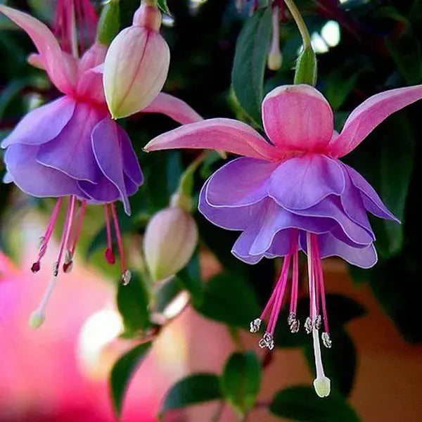 Double petals fuchsia blume samen for anpflanzung - unique lila and rosa varieties