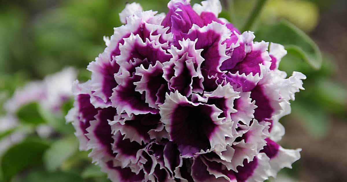 Violett gefüllt Petunie Blumensamen zur Aussaat Garten beliebt Traditionssorte & ohne Gentechnik Samen Hausgarten