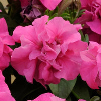 Double rosa petunia blumen in hanging basket