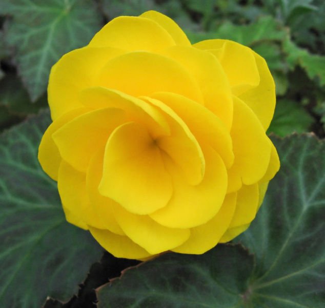 Pflanze hell Gelb Begonie Blumensamen ideal für Ihren Garten
