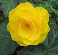 Pflanze hell Gelb Begonie Blumensamen ideal für Ihren Garten