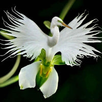 Dove orchid blume samen for anpflanzung