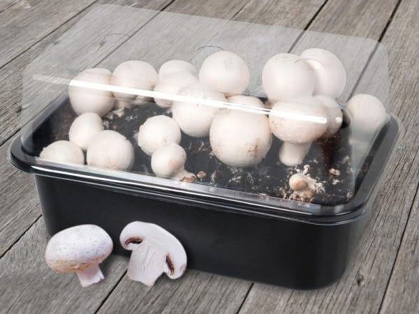 Puffball Pilz Gemüse Planting Samen