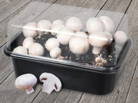 Puffball Pilz Gemüse Planting Samen