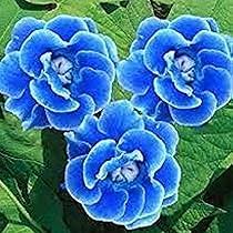 hell Blau Gloxinie Blumensamen zur Aussaat – Traditionssorte ohne Gentechnik Keimung biologisch Garten Samen leuchtend Blüten