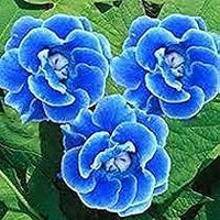 hell Blau Gloxinie Blumensamen zur Aussaat – Traditionssorte ohne Gentechnik Keimung biologisch Garten Samen leuchtend Blüten