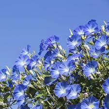 hell Blau Gloxinie Blumensamen zur Aussaat – Traditionssorte ohne Gentechnik Keimung biologisch Garten Samen leuchtend Blüten