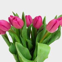 tief Rosa Tulpe Blumensamen zur Aussaat – Traditionssorte ohne Gentechnik Keimung biologisch Garten Samen leuchtend Frühling Blüten