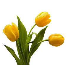 Gelb tulip blume samen for anpflanzung – heirloom nongmo organic garten samen – compact growth high germination
 
 sale for anpflanzung in home garten