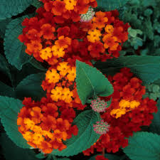 Rot Gelb Wandelröschen Blumensamen farbenfroh Schau Traditionssorte ohne Gentechnik biologisch Garten Samen zur Aussaat