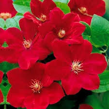 Deep rot clematis blume samen drought tolerant heirloom nongmo organic garten samen for anpflanzung
 
 sale for anpflanzung in home garten