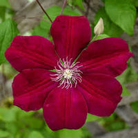 tief Rot Waldrebe Blumensamen Drought verträglich Traditionssorte ohne Gentechnik biologisch Garten Samen zur Aussaat