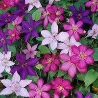 Gemischt Waldrebe Blumensamen Bestäuber freundlich Traditionssorte ohne Gentechnik biologisch Garten Samen zur Aussaat Samen Hausgarten