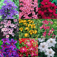 Mixed clematis blume samen pollinator friendly heirloom nongmo organic garten samen for anpflanzung samen for home garten
 
 sale for anpflanzung in home garten