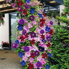 Gemischt Waldrebe Blumensamen Bestäuber freundlich Traditionssorte ohne Gentechnik biologisch Garten Samen zur Aussaat Samen Hausgarten