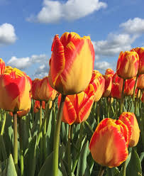 Rot gelb tulip blume samen compact growth heirloom nongmo organic garten samen for anpflanzung
 
 sale for anpflanzung in home garten