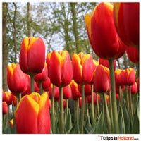 Rot Gelb Tulpe Blumensamen kompakt Wuchs Traditionssorte ohne Gentechnik biologisch Garten Samen zur Aussaat