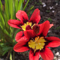 Blau rot sparaxis blume samen for anpflanzung – heirloom nongmo organic garten samen high germination
 
 sale for anpflanzung in home garten