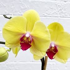 Gelb Rot Schmetterlingsorchidee Orchidee Blumensamen ideal Rabatten Traditionssorte ohne Gentechnik biologisch Garten Samen zur Aussaat