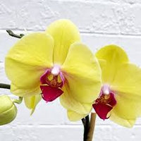 Gelb Rot Schmetterlingsorchidee Orchidee Blumensamen ideal Rabatten Traditionssorte ohne Gentechnik biologisch Garten Samen zur Aussaat