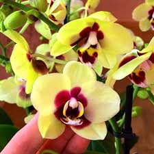 Gelb Rot Schmetterlingsorchidee Orchidee Blumensamen ideal Rabatten Traditionssorte ohne Gentechnik biologisch Garten Samen zur Aussaat