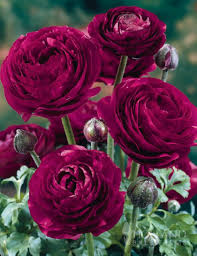 Burgundy ranunculus blume samen hardy variety heirloom nongmo organic garten samen for anpflanzung
 
 sale for anpflanzung in home garten