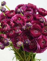 Bordeaux Ranunculus Blumensamen robust Sorte Traditionssorte ohne Gentechnik biologisch Garten Samen zur Aussaat