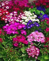 mehrfarbig Florist's Cineraria Blumensamen Anzucht Traditionssorte ohne Gentechnik biologisch Garten Samen zur Aussaat