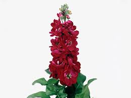 Rot Levkoje Incana Blumensamen Traditionssorte ohne Gentechnik biologisch Garten Samen zur Aussaat