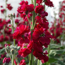 Rot Levkoje Incana Blumensamen Traditionssorte ohne Gentechnik biologisch Garten Samen zur Aussaat