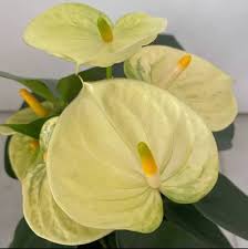 Gelb anthurium andraeanum blume samen pollinator friendly heirloom nongmo organic garten samen for anpflanzung
 
 sale for anpflanzung in home garten