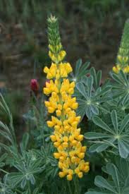 hell Gelb Lupine Blumensamen zur Aussaat Traditionssorte ohne Gentechnik robust Keimung biologisch Garten Samen
