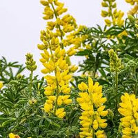 hell Gelb Lupine Blumensamen zur Aussaat Traditionssorte ohne Gentechnik robust Keimung biologisch Garten Samen