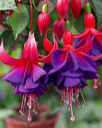 Lila rot fuchsia hybrida blume samen for anpflanzung heirloom nongmo easy to grow organic garten samen
 
 sale for anpflanzung in home garten