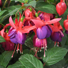 Lila Rot Fuchsie Hybrida Blumensamen zur Aussaat Traditionssorte ohne Gentechnik Anzucht biologisch Garten Samen