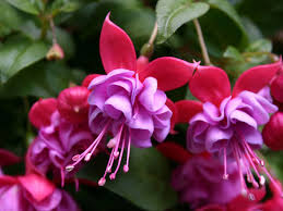 Lila Rot Fuchsie Hybrida Blumensamen zur Aussaat Traditionssorte ohne Gentechnik Anzucht biologisch Garten Samen