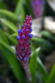 Violet puya santosii samen for anpflanzung heirloom nongmo high germination organic garten samen
 
 sale for anpflanzung in home garten
