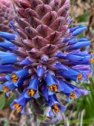 Violett Puya Santosii Samen zur Aussaat Traditionssorte ohne Gentechnik Keimung biologisch Garten Samen