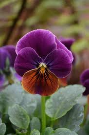 Braun violet pansy blume samen for anpflanzung – heirloom nongmo high germination organic garten samen
 
 sale for anpflanzung in home garten