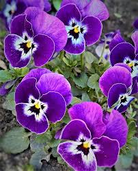 Braun Violett Stiefmütterchen Blumensamen zur Aussaat – Traditionssorte ohne Gentechnik Keimung biologisch Garten Samen
