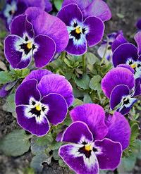 Braun Violett Stiefmütterchen Blumensamen zur Aussaat – Traditionssorte ohne Gentechnik Keimung biologisch Garten Samen