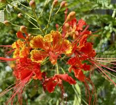 Orange jacaranda blume samen for anpflanzung – heirloom nongmo bright bloom organic garten samen with high germination
 
 sale for anpflanzung in home garten