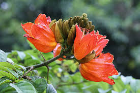 Orange Jacaranda Blumensamen zur Aussaat – Traditionssorte ohne Gentechnik leuchtend Blüte biologisch Garten Samen Keimung