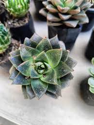 dunkel Grün Succulent Blumensamen zur Aussaat – Traditionssorte ohne Gentechnik Halbschatten verträglich biologisch Garten Samen Keimung