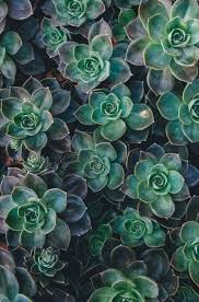 dunkel Grün Succulent Blumensamen zur Aussaat – Traditionssorte ohne Gentechnik Halbschatten verträglich biologisch Garten Samen Keimung