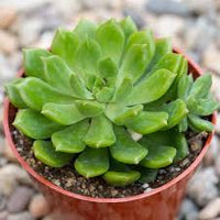 Dark grün succulent blume samen for anpflanzung – heirloom nongmo shade tolerant organic garten samen with high germination
 
 sale for anpflanzung in home garten