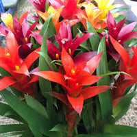 Gemischt Bromeliad Samen zur Aussaat – Traditionssorte ohne Gentechnik SunLoving biologisch Garten Samen Keimung
