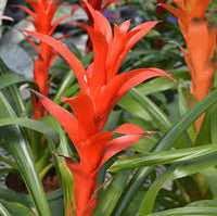 Gemischt Bromeliad Samen zur Aussaat – Traditionssorte ohne Gentechnik SunLoving biologisch Garten Samen Keimung