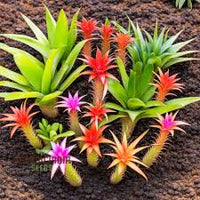 Mixed bromeliad samen for anpflanzung – heirloom nongmo sunloving organic garten samen with high germination
 
 sale for anpflanzung in home garten